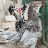 خروس گلین