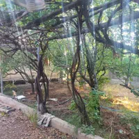 ۱۰۲۰ متر باغ / / ۹۱ متر بنا/چنار غرب/فوری فروشی|فروش زمین و ملک کلنگی|رودهن, |دیوار