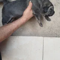 پژدر|سگ|شاهرود, |دیوار