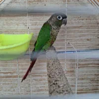 طوطی|پرنده|برازجان, |دیوار