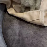 گلدون کوچولو|گربه|تهران, دانشگاه شریف|دیوار