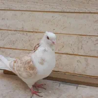کبوتر