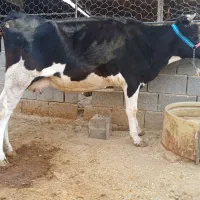 گاو اول شکم با گوساله نر