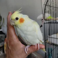 جوجه لوتینو ۳ ماهه دستی