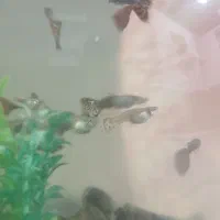 ماهی محبوب و زیبا آکواریوم|ماهی|گرگان, |دیوار