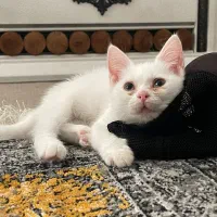 توله گربه اسکاتیش پرشین