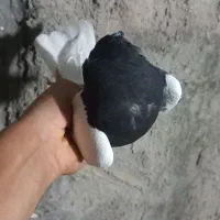 طوقی|پرنده|دره شهر, |دیوار