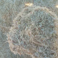 کاه دیم|لوازم جانبی حیوانات|سارال, |دیوار