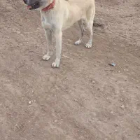 سگ سرابی|سگ|نمین, |دیوار