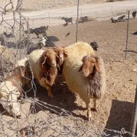 فروش ۳عدد ورن|حیوانات مزرعه|سیوان, |دیوار