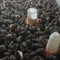 بلدرچین ماده جوان