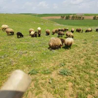 29عددمیش وبره