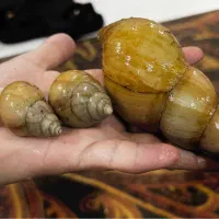 حلزون آلبینو رایگان