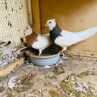 طوقی هفترنگ پشت هفترنگ دم سفید|پرنده|مشهد, شهرک صنعتی توس|دیوار