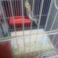 جوجه عروس هلندی دستی