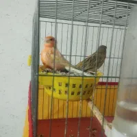 جفت قناری اماده