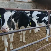 ۷ راس نوبر بهترین نژاد