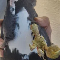 نر پلنگ|حیوانات|کرمان, |دیوار