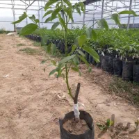 نهال لیبل دار  با بهترین قیمت و کیفیت