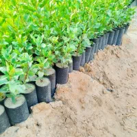 فروش عمده نهال پسته|خدمات باغبانی و درختکاری|یزد, |دیوار
