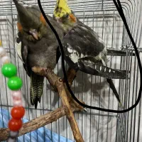 عروس هلندی ( مفقود )