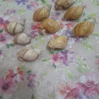 حلزون اچاتینا