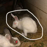 دوتا خرگوش ماده