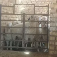 گوسفند بومی