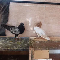 سینه ای|پرنده|مسجد سلیمان, |دیوار