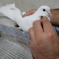 کبوترپرشی|پرنده|گرگان, |دیوار