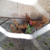 سبرایت مرغ و خروس