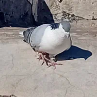 رنگه‌پرشی‌