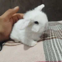 خرگوش لپ چشم ابی