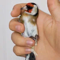 سهره نر طوق دار بخون|پرنده|تهران, والفجر (افسریه)|دیوار