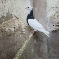 طوقی|پرنده|ماهیدشت, |دیوار