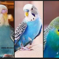 دوعددمرغ عشق