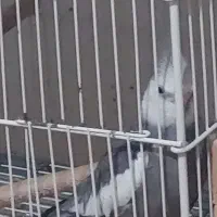 عروس هلندی مولد|پرنده|زرقان, |دیوار