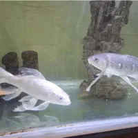 کوی سوپر باله