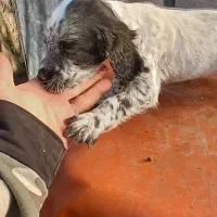 ستر انگلیسی ۲ماهه از پدرومادری فولشکار