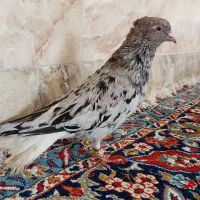 دمسفید عطیقه موقیعت شیروان