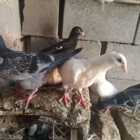 پنج تا جوجه پلاکی