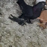 کبوتر|پرنده|صوفیان, |دیوار