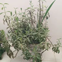 گل تازه مناسب برای داخل آپارتمان رویه پله ها و...