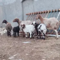 سه راس میش زایده