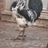 پرنده خانگی مرغ و خروس گلین