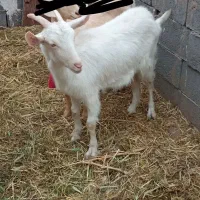 بزغاله سانن نژاد پرشیر ودوقلو زا