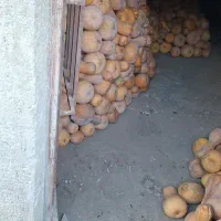 کدوشیرین عسل بروجردی ۸۰ تن|خوردنی و آشامیدنی|اصفهان, ارغوانیه|دیوار