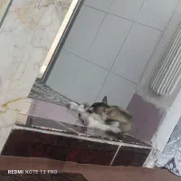 بچه هاسکی