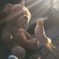 یک عدد عروس هلندی نر گمشده|پرنده|پرند, فاز ۰|دیوار