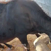 فروش چند راس گاو ابستن با گوساله|حیوانات مزرعه|ایذه, |دیوار